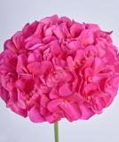 17527232749037_e363-geranium-day-pink-violet-is.jpg
