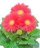 17527368671286_giant-coral-is.jpg