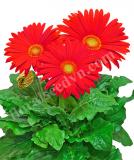 17527368672954_giant-red-is.jpg