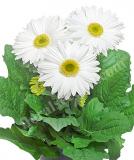 17527368673550_giant-white-is.jpg