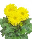 17527368674846_giant-yellow-is.jpg
