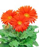 17527368675034_giant-orange-is.jpg