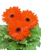 17527368675409_giant-orange-bc-is.jpg