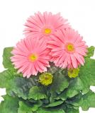 17527368677935_giant-pink-is.jpg