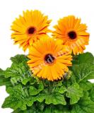 17527368679776_golden-yellow-bc-is.jpg