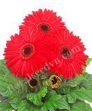 17527368928787_giant-coral-bc-is.jpg