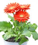 17527374386047_orange-w-light-eye-is.jpg
