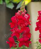 17527452091441_snapdragon_sonnet_carmine-is.jpg