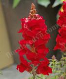 17527452092681_snapdragon_sonnet_crimson-is.jpg