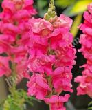 17527452094710_snapdragon_sonnet_rose-is.jpg