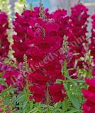 17527452097647_snapdragon_sonnet_burgundy-is.jpg