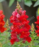 17527452099297_snapdragon_sonnet_orange-scarlet-is.jpg