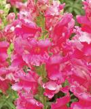 17527452503641_rose-pink-is.jpg
