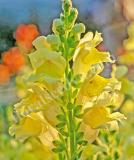 17527452503957_yellow-is.jpg