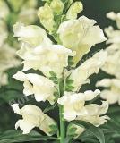 17527452506587_white-is.jpg