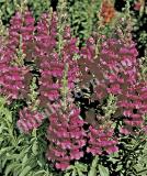17527452507421_lavender-is.jpg