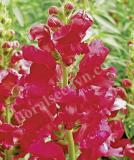 17527452508555_crimson-is.jpg