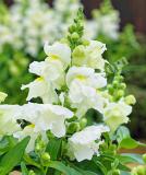 17528237992467_snapdragon_candy-tops_white-is.jpg