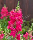 17528237992605_snapdragon_candy-tops_rose-is.jpg