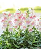 17528237994380_antirrhinum_candy-tops_pink-bicolor-is.jpg