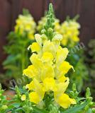 17528237996281_snapdragon_candy-tops_yellow-is.jpg
