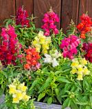 17528237996647_snapdragon_candy-tops_mix-is.jpg