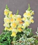 17528237996848_snapdragon_candy-tops_champagne-is.jpg