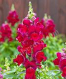 17528237997221_snapdragon_candy-tops_red-is.jpg