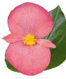17528253051150_rose-green-leaf-is.jpg