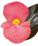 17528253051461_rose-bronze-leaf-is.jpg
