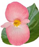 17528253052141_pink-green-leaf-is.jpg