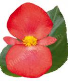 17528253053648_red-green-leaf-is.jpg