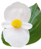 17528253053955_white-green-leaf-is.jpg