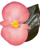 17528253055743_salmon-bronze-leaf-is.jpg