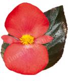 17528253059444_red-bronze-leaf-is.jpg