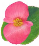 17528263482518_big-deep-pink-green-leaf-is.jpg