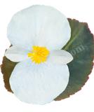 17528263488911_big-white-bronze-leaf-is.jpg