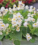 17528283101859_begonia_viking_white-on-green-is.jpg
