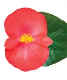 17528283103385_263882_viking_coral_flame_on_green-is.jpg