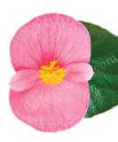 17528283104256_263875_viking-pink_on_green-is.jpg