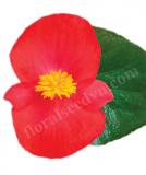 17528283108503_263880_viking-scarlet_on_green-is.jpg