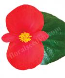 17528283109592_263863_viking-red_on_green-is.jpg