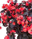 17528293992521_begonia_vikingxl_red-on-chocolate-square-is.jpg