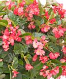 17528293995476_begonia_vikingxl_pink-on-green_sd7-926-is.jpg