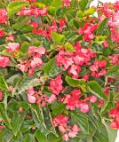 17528293998011_begonia_vikingxl_rose-on-green-is.jpg