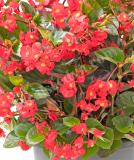 17528293998977_begonia_vikingxl_red-on-green-is.jpg