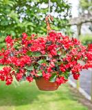 17528301623951_begonia_viking-explorer_red-on-green-is.jpg