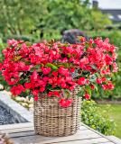 17528301629213_begonia_viking-explorer_rose-on-green-is.jpg
