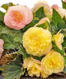17528316777084_peach-shades-is.jpg