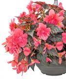 17529140728778_mocca-rose-is.jpg